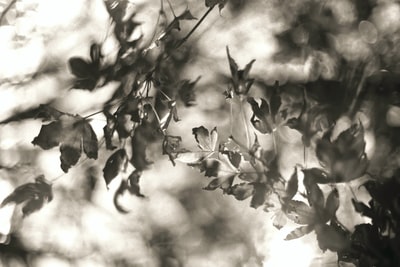 白天树叶的灰度照片